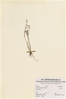 藏品(庭菖蒲)的圖片